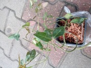 Trzmielina Fortunea Coloratus 1 sadzonka 