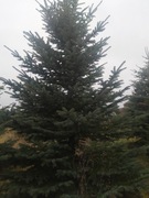 CHOINKA DUŻA 150-500cm  reklama kościoły szkoły 