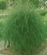 Asparagus ogrodowy 