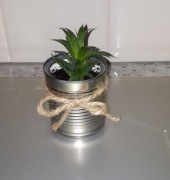 Aloes, na prezent