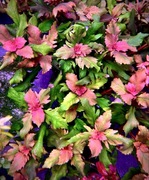 Hygrophila Triflora, hodowla podwodna, 10-12 cm, również bez CO2