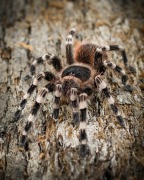 Acanthoscurria geniculata