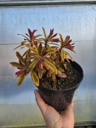 Wilczomlecz  Ascot Rainbow