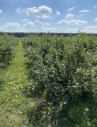 Borówka amerykańska krzewy 8 lat , sadzonka