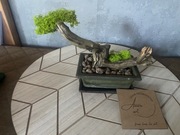 Drzewo bonsai/ kusamono