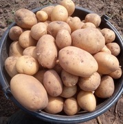 ZIEMNIAKI ŻÓŁTE LORD 16 KG