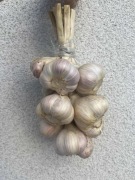 CZOSNEK WIOSENNY JARY JARUS