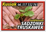 Sadzonki truskawek Powtarzające zwisające 
