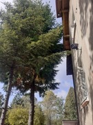 Daglezja zielona w dobrym stanie 