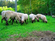 OWCA CZARNOGŁÓWKA TRYKI HODOWLANE CZARNOGŁÓWKI