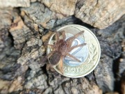 Tapinauchenius sanctivincenti L2/L3 ptasznik