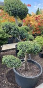 Jałowiec formowany ala bonsai nr11