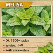 Nasiona melisy 5g | zioło wieloletnie cytrynowe ogród doniczka