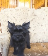 Yorkshire Terrier Black 