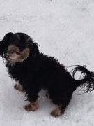 Mądra i piękna maltipoo 2,5 kg mala jak pudełek tea cup