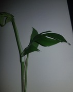 Monstera minima, Rhapidophora Tetrasperma cięty szczyt 