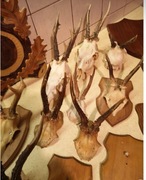 Kozioł parostek trofeum 