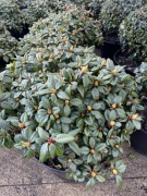 Rododendron duży okaz Scarlet Wonder czerwone kwiaty