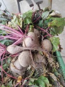 Buraczek ćwikłowy ekologiczny