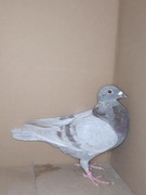 ***Top Prange syn "Boris x inbred "36"