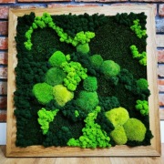 Obraz mech chrobotek drewno dąb naturalny prezent 