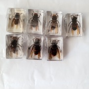 Szerszeń azjatycki nowe ładne zwierzęta naturalne 