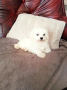 Maltańczyk mini piesek