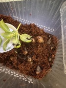 Ślimaki afrykańskie