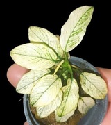 Mikołaj promocja Anubias Snow White biały niesamowita odmiana biała. MILKY