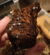 Isopody Cubaris panda king 10+szt