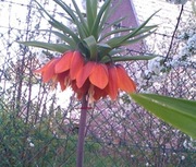 Fritillaria Korona Cesarska Pomarańczowa Aurora L 16-18 obw+gratis 