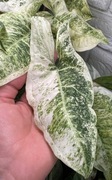 Syngonium Batik Variegata- pędówka