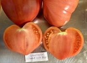 Pomidor Minusinsk's Oxheart With Nose kolekcjonerskie nasiona