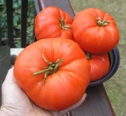 Pomidor Aussie - 10 nasion kolekcjonerskich