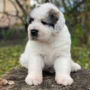 Owczarek Rumuński Mioritic - szczenięta.