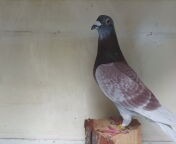 Gołębie pocztowe Gebr Janssen Vos klamper