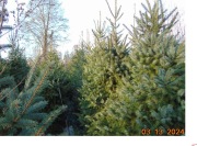 Choinki-świerki Serbskie rosnące w donicach Wysokość ok. 3m!