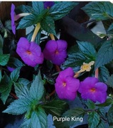 Achimenesy kłącze Purple King