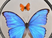 Gablotka MdC2 dwustronna motyl Morpho didius.