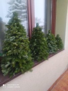 Żywa pachnąca choinka z  gałązek jodły  40 cm