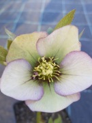 Ciemiernik Helleborus 42
