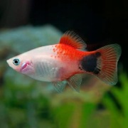 Platki Red White Mickey Mouse młode 2-3cm WYSYŁKA