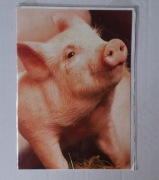 KARTKA  ŚWINKA NA SZCZĘŚCIE