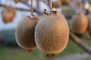 Aktinidia smakowita – kiwi actinidia deliciosa