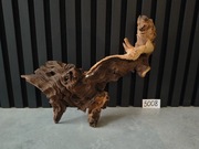 Korzeń Mopani / Mopane do akwarium terrarium Masywny duży wybór