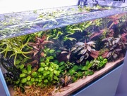 Rośliny akwariowe, bucefalandra, anubias, ludwigia, kryptokoryna i inne