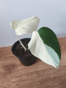 Piękna Monstera Variegata Deliciosa 2 liście -  ukorzeniona 