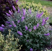 Dwie sztuki. Budleja Dawida. Motyli krzew. Sadzonka