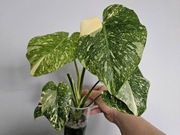 Monstera Thai Mutation hydroponika platinum 