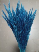 Trawa leśna niebieski ciemny trzcinnik zboże susz naturalne trawy na palmy 